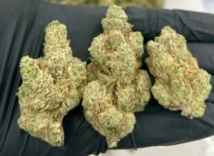 modified grapes strain