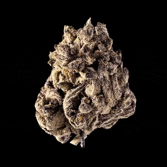 Tropicana Cherry Strain